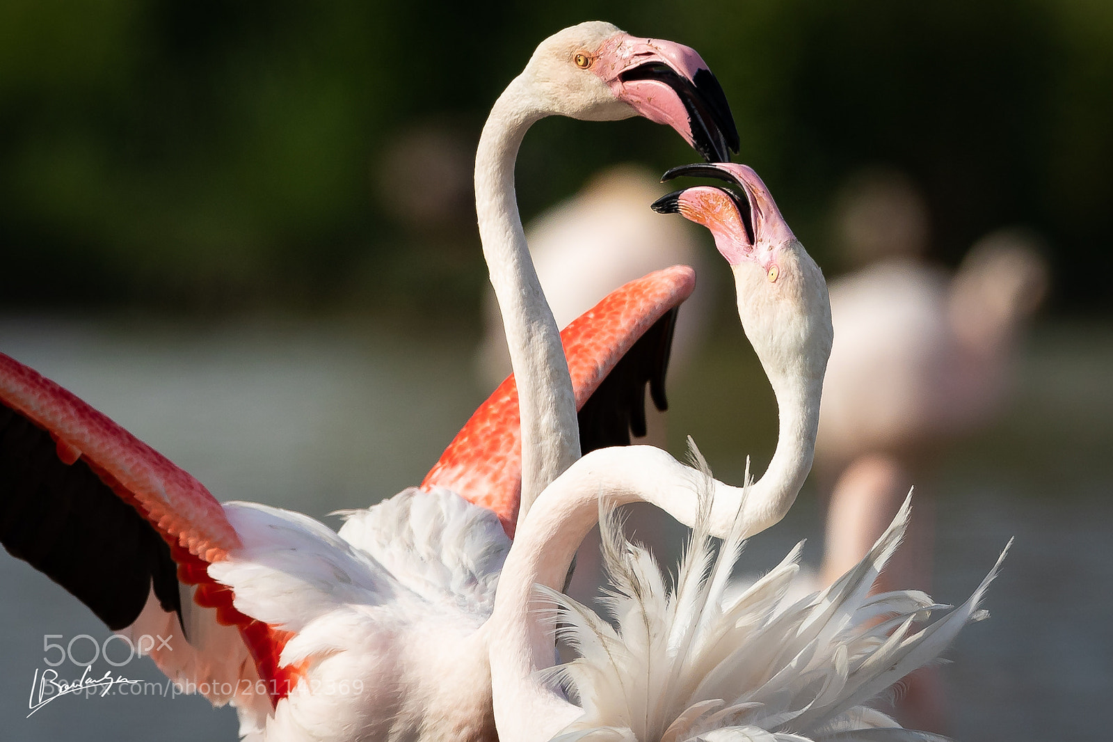 Canon EOS-1D X Mark II sample photo. Flamingo photography
