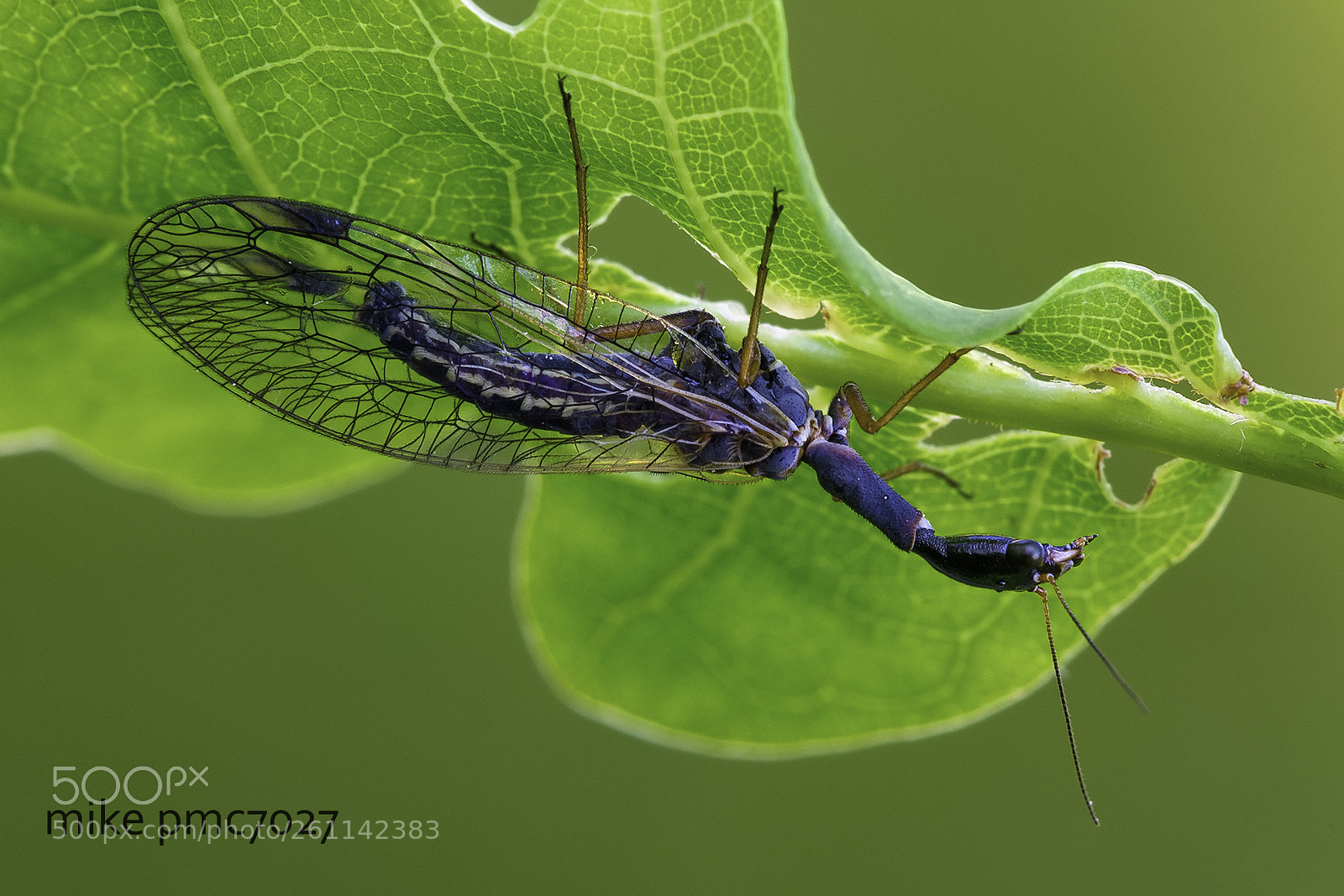 Nikon D7100 sample photo. Snakefly photography