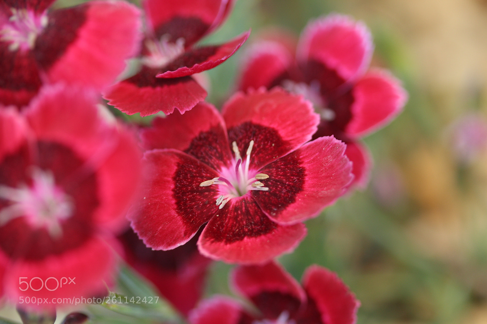 Canon EF-S 60mm F2.8 Macro USM sample photo. Two reds photography