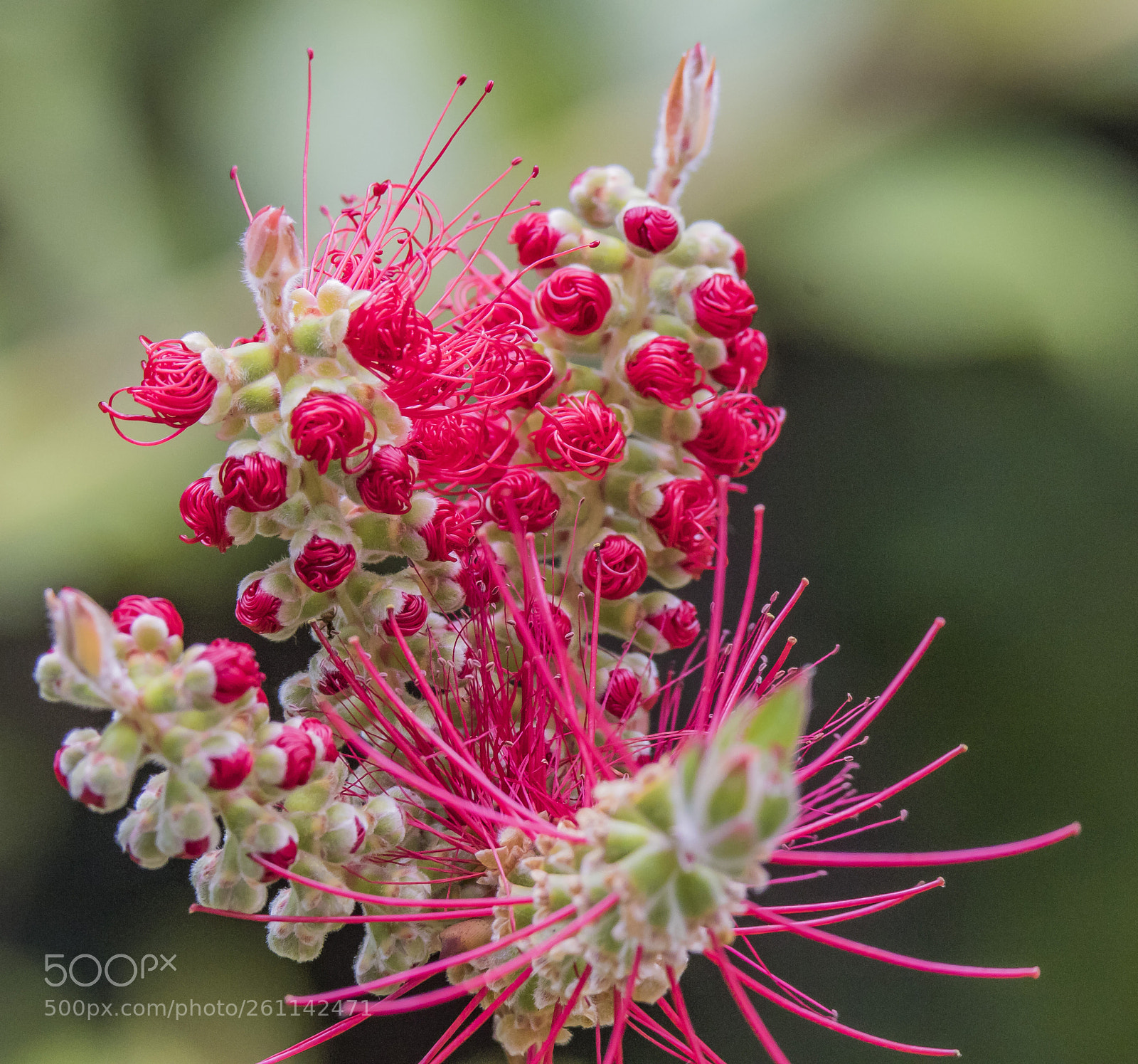Canon EOS 7D Mark II sample photo. Entanglement photography