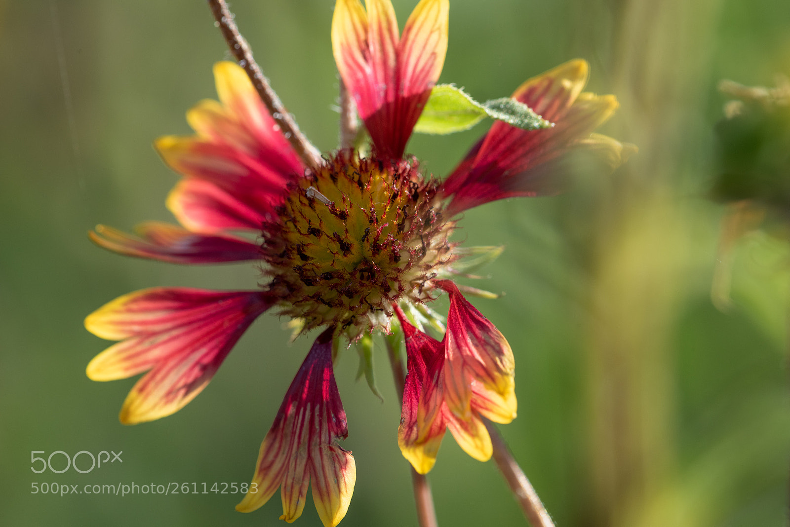 Nikon D810 sample photo. Flower photography