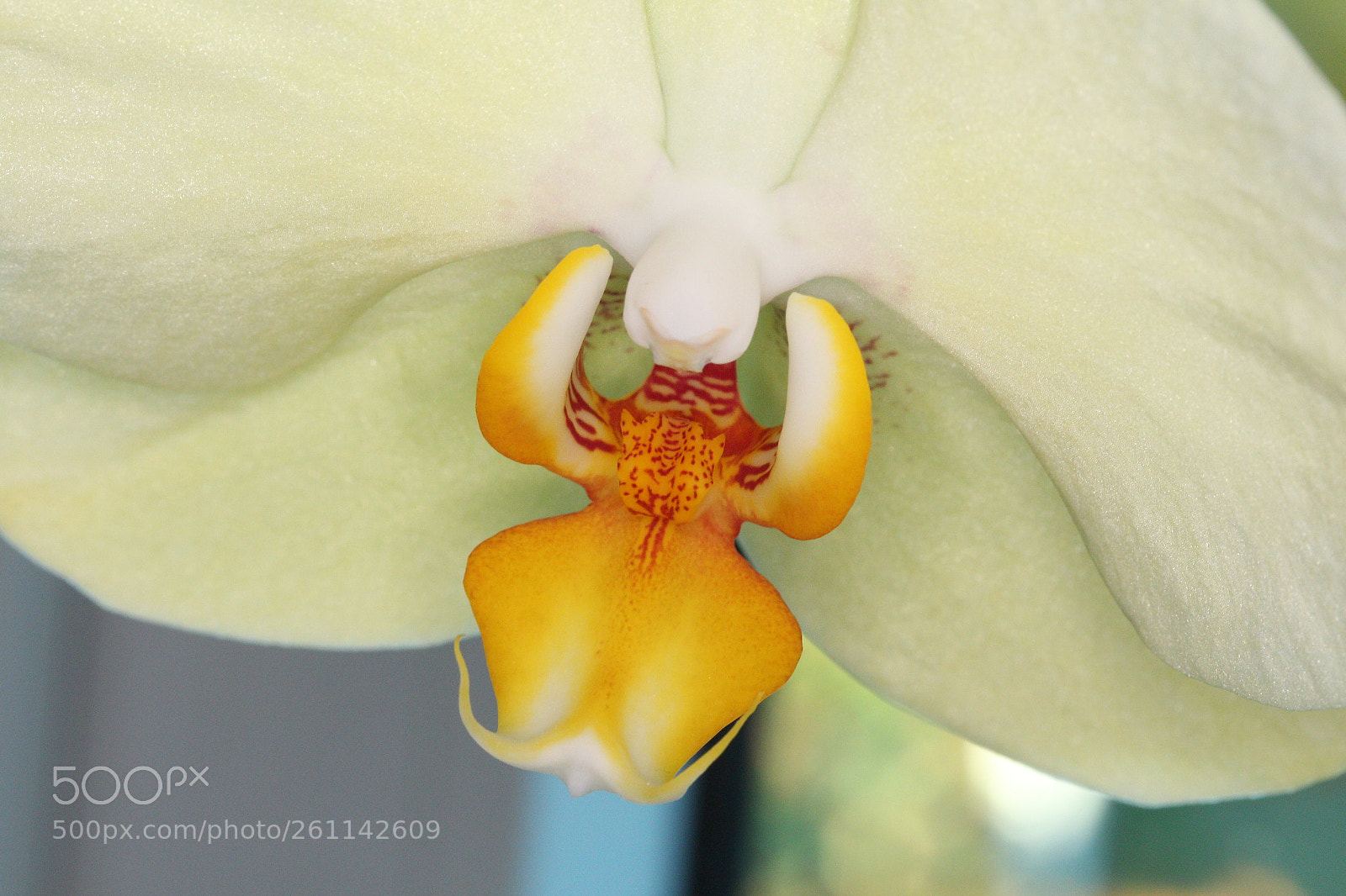 Canon EF-S 60mm F2.8 Macro USM sample photo. Eyecatcher photography