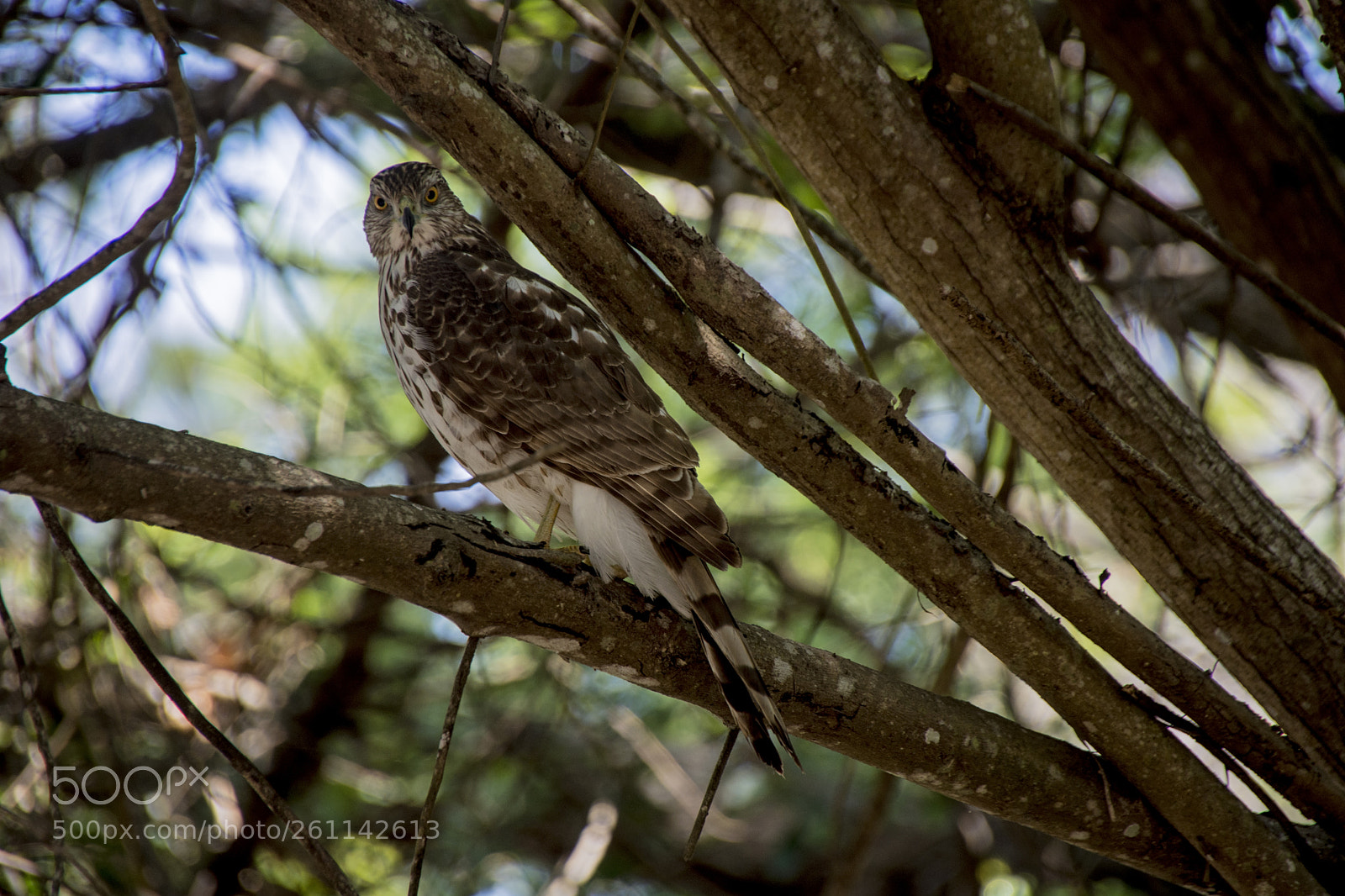 Nikon D7200 sample photo. Dscredshoulderedhawk photography