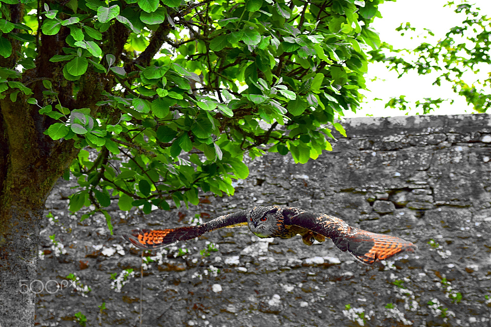Nikon D5300 sample photo. Falconry photography