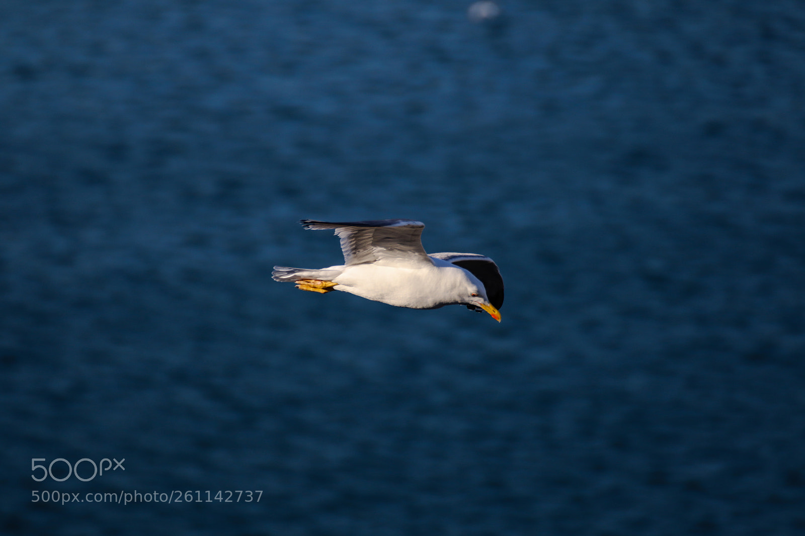 Canon EOS 77D (EOS 9000D / EOS 770D) sample photo. Perfect fly photography