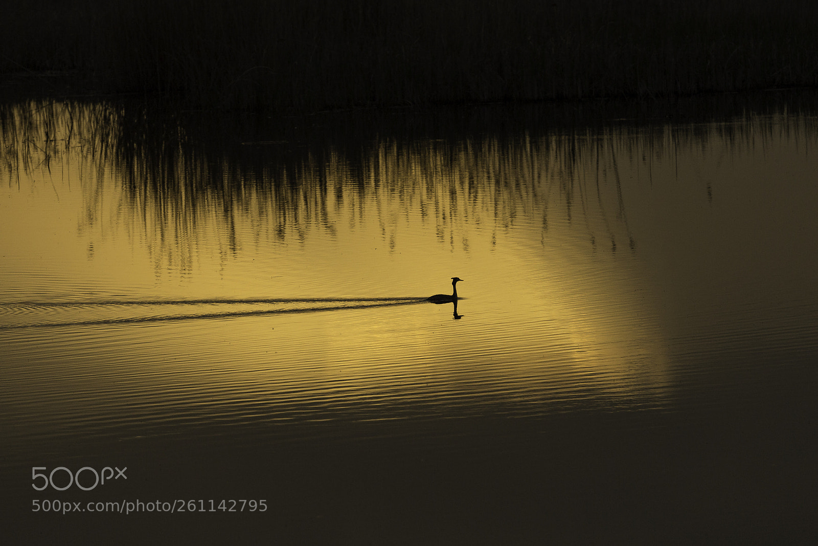 Canon EOS 6D sample photo. Podiceps cristatus photography