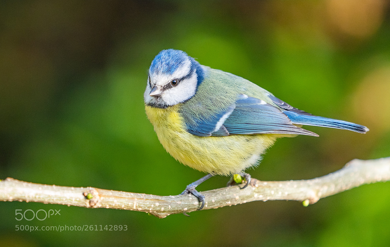 Sony a7 III sample photo. Blue tit photography