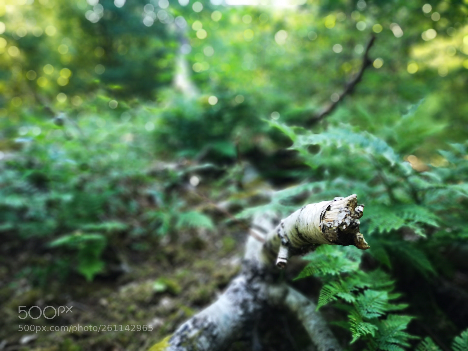 HUAWEI CLT-L29 sample photo. A walk in my photography