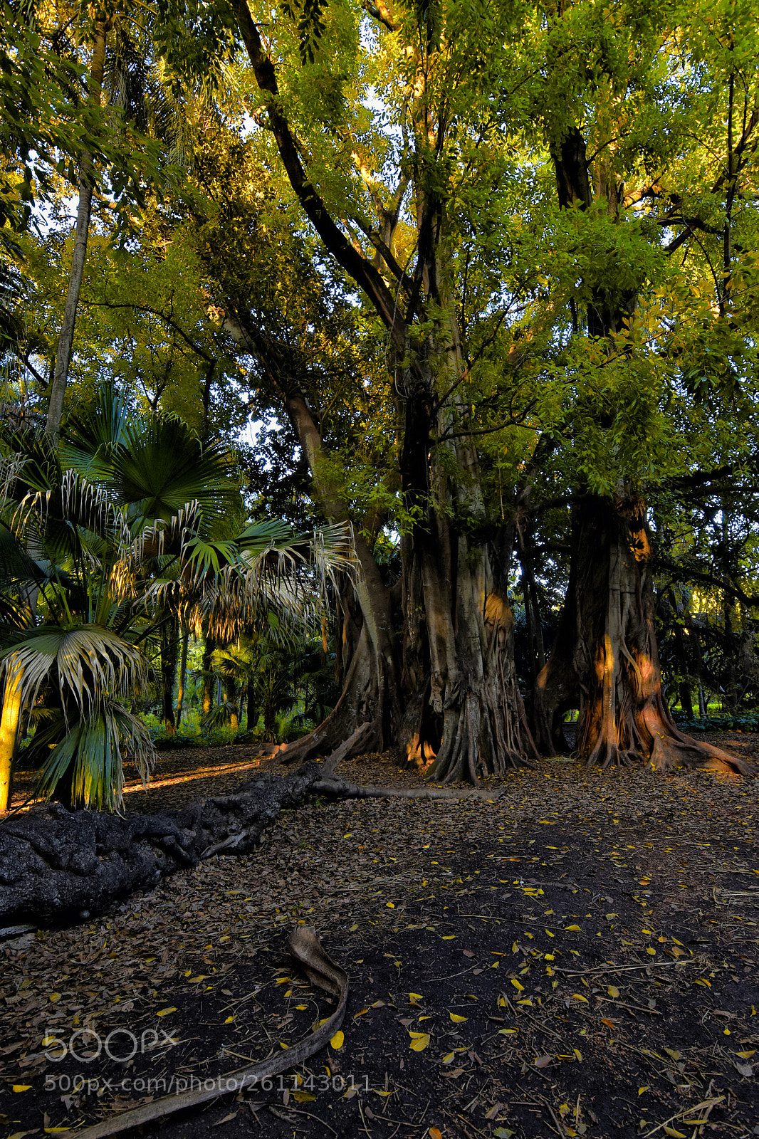 Nikon D5500 sample photo. Meeting at the sunset photography