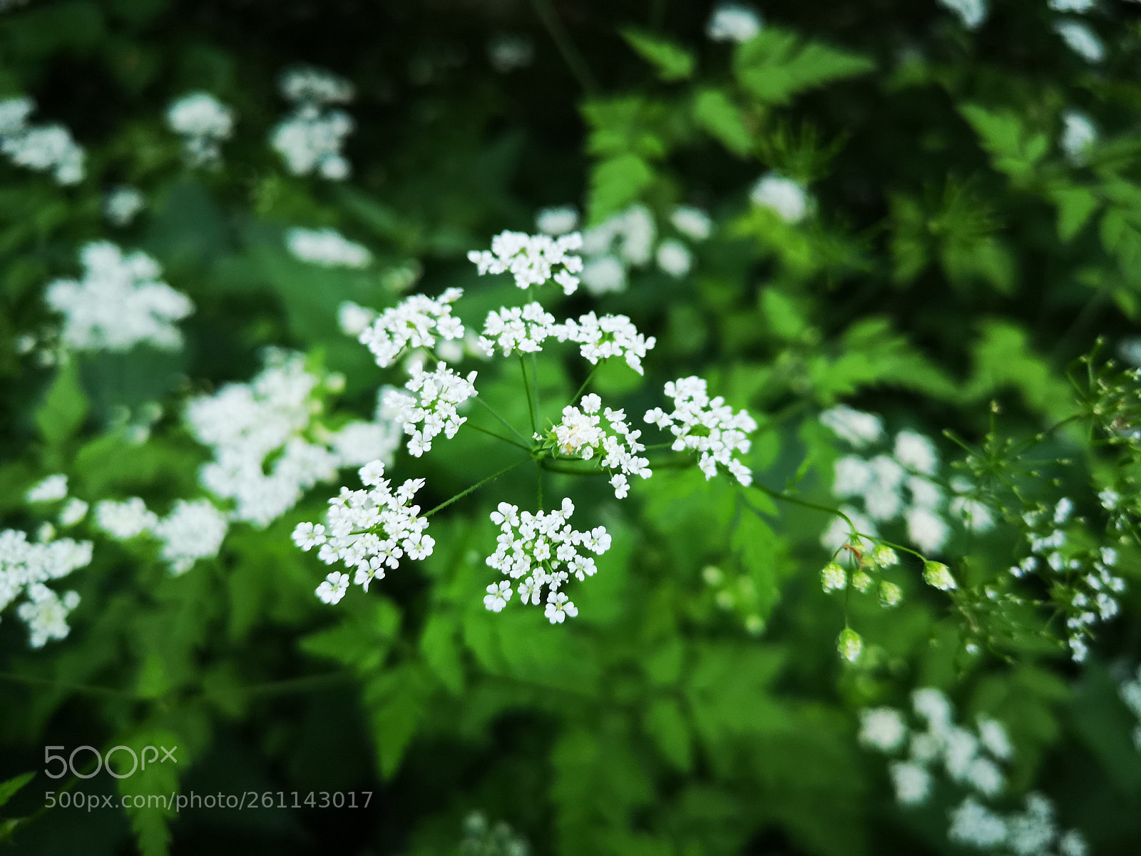 HUAWEI CLT-L29 sample photo. A walk in my photography