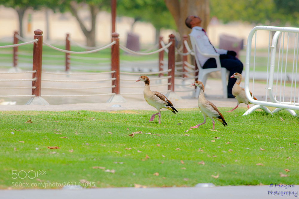 Canon EOS 5D Mark II sample photo. Untitled photography