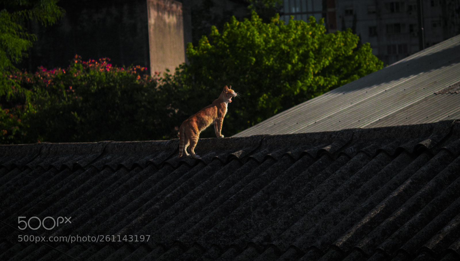 Nikon D90 sample photo. Rugido al  sol photography