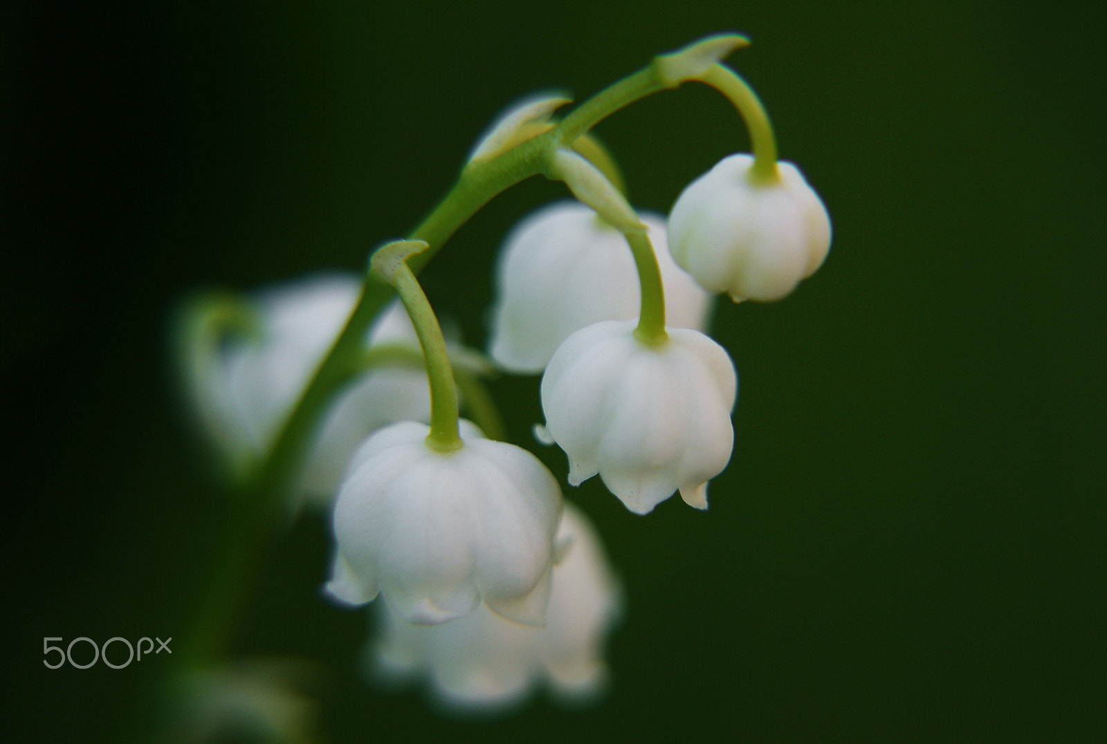 Sigma 18-200mm f/3.5-6.3 DC OS HSM [II] sample photo. Lily of the valley photography