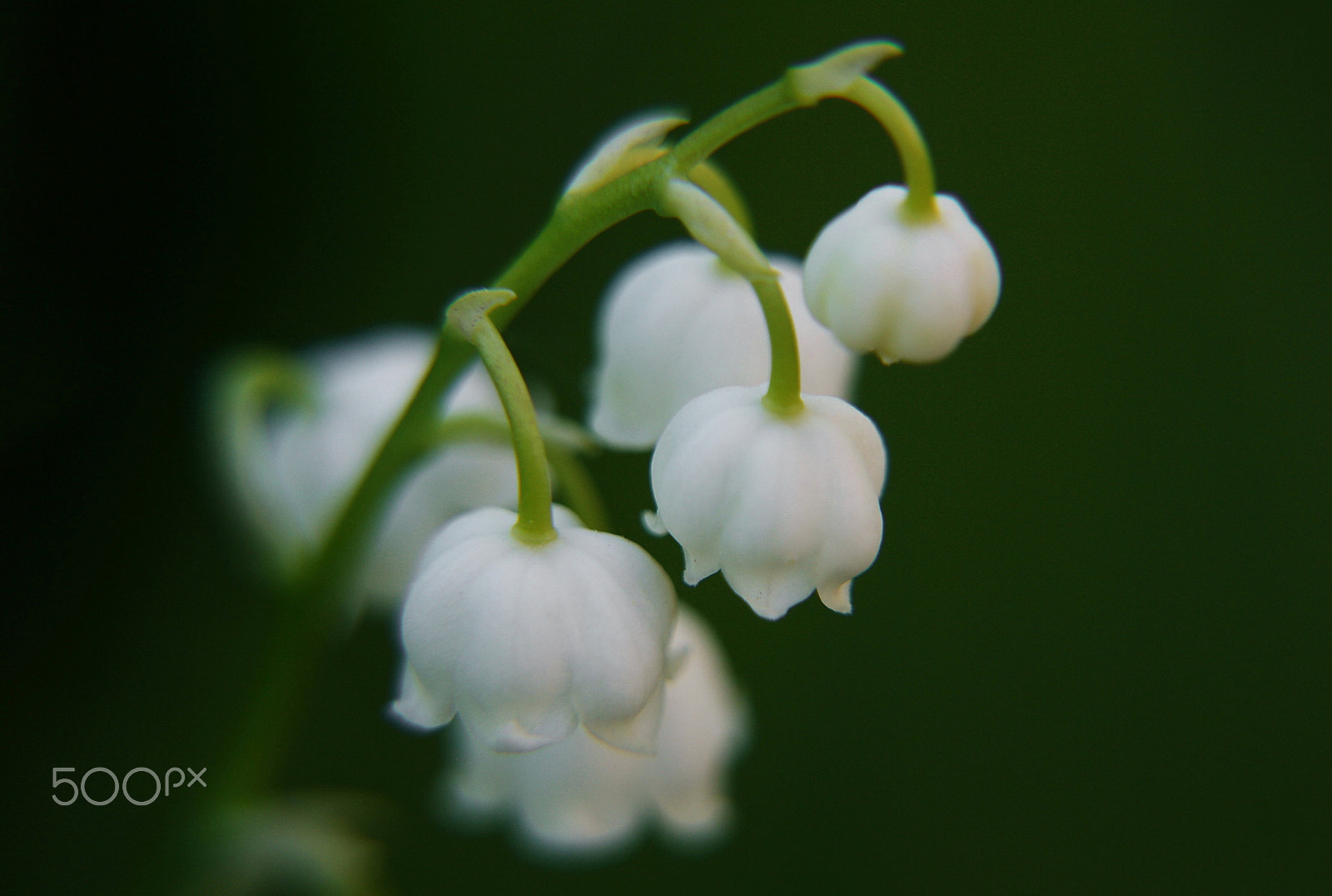 Canon EOS 1000D (EOS Digital Rebel XS / EOS Kiss F) sample photo. Lily of the valley photography