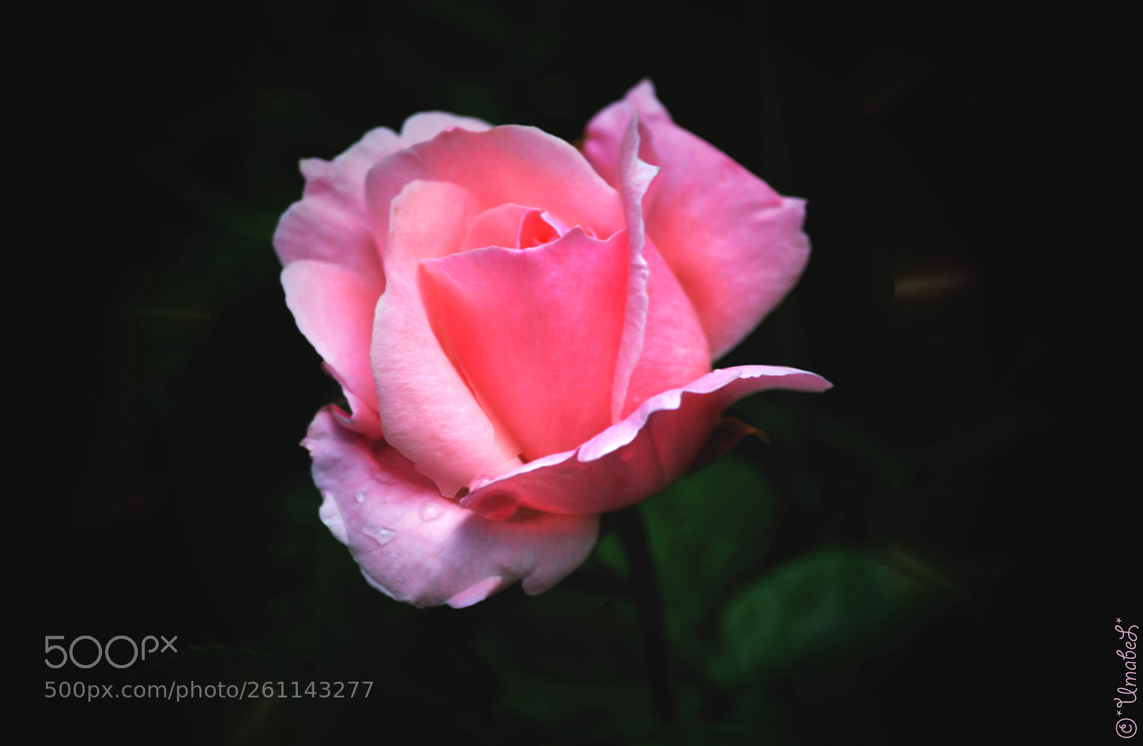 Nikon D3200 sample photo. Rose photography