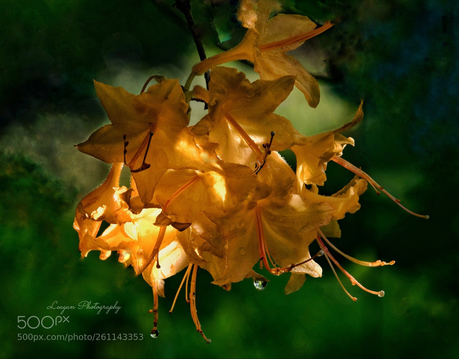 Canon EOS 80D sample photo. Wild flaming azalea photography