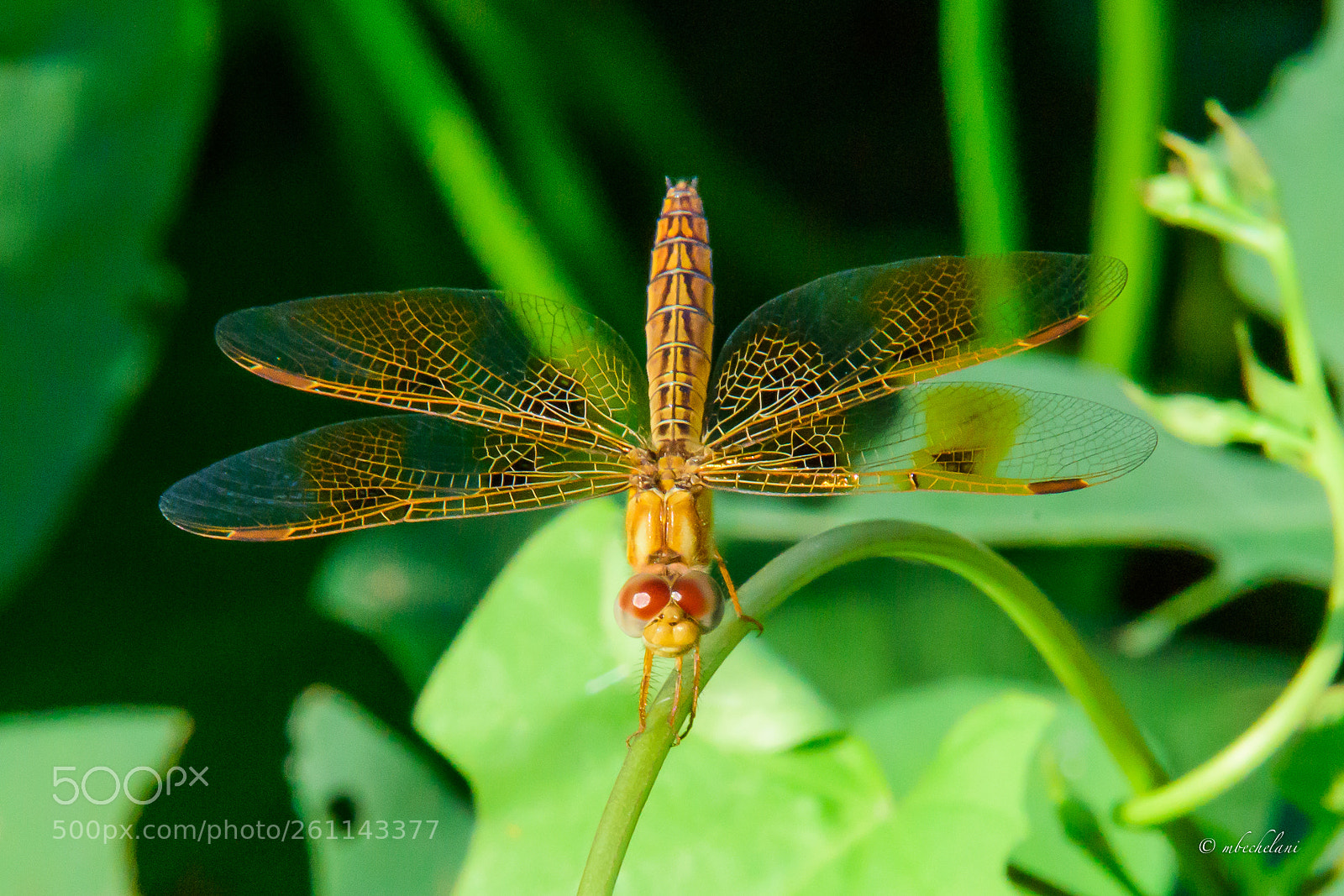 Nikon D810 sample photo. Mbs photography