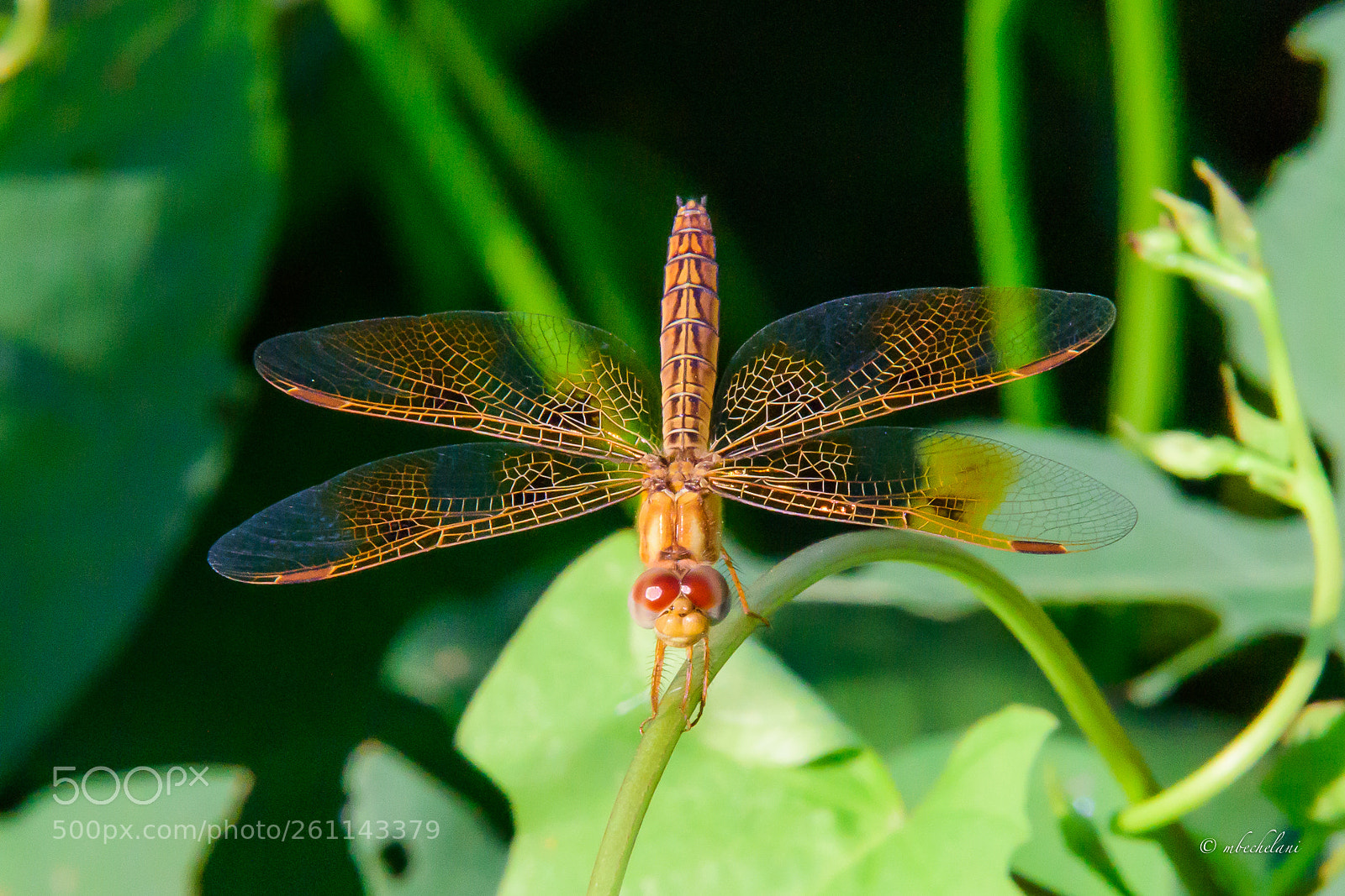 Nikon D810 sample photo. Mbs photography
