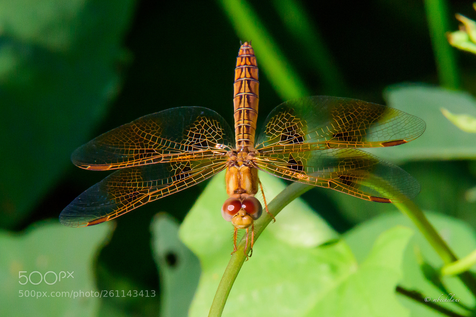 Nikon D810 sample photo. Mbs photography