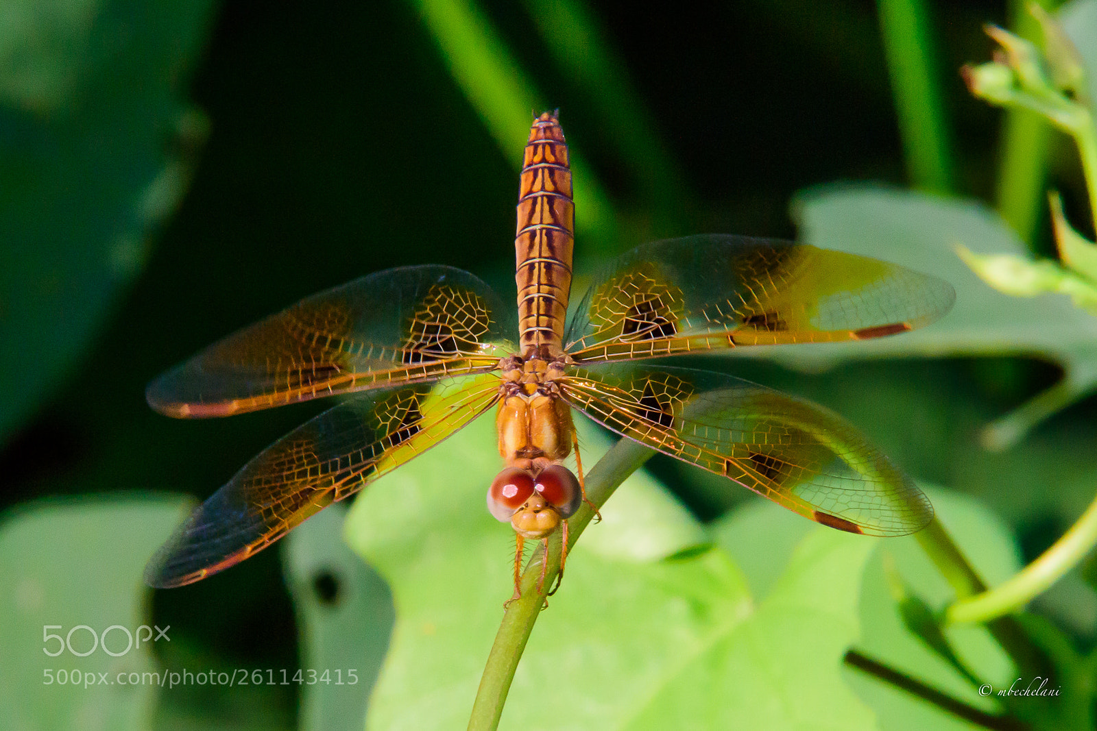 Nikon D810 sample photo. Mbs photography