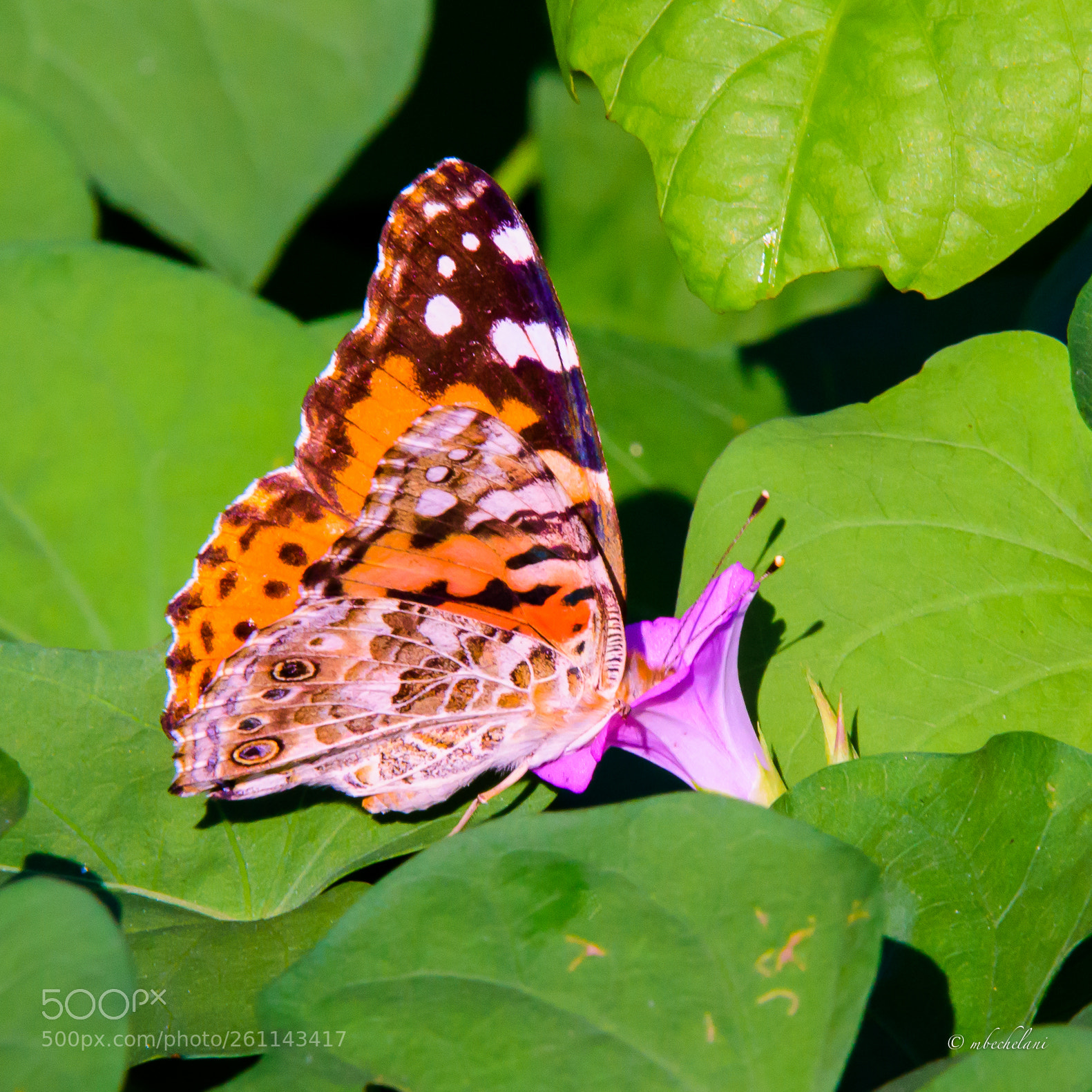 Nikon D810 sample photo. Mbs photography