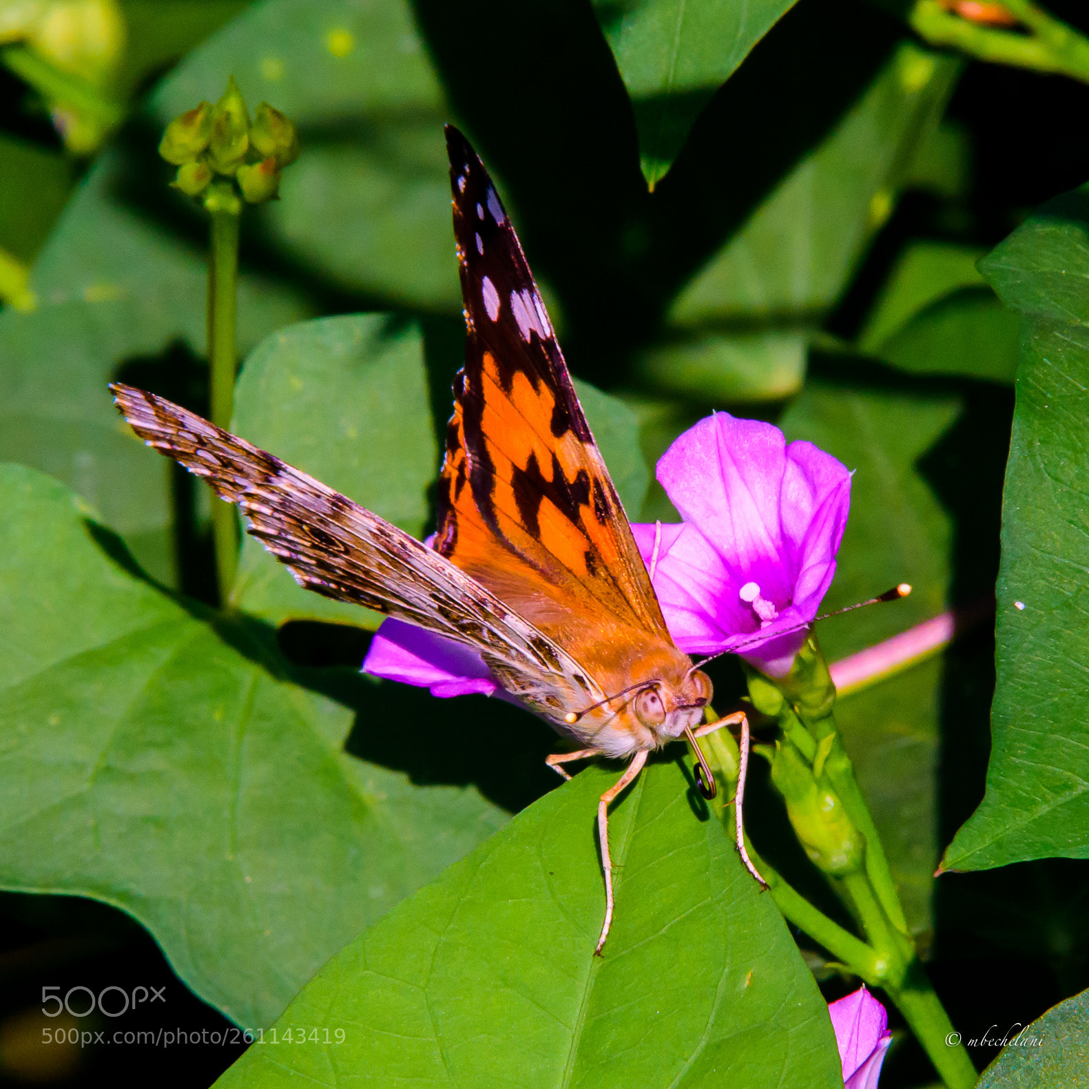 Nikon D810 sample photo. Mbs photography
