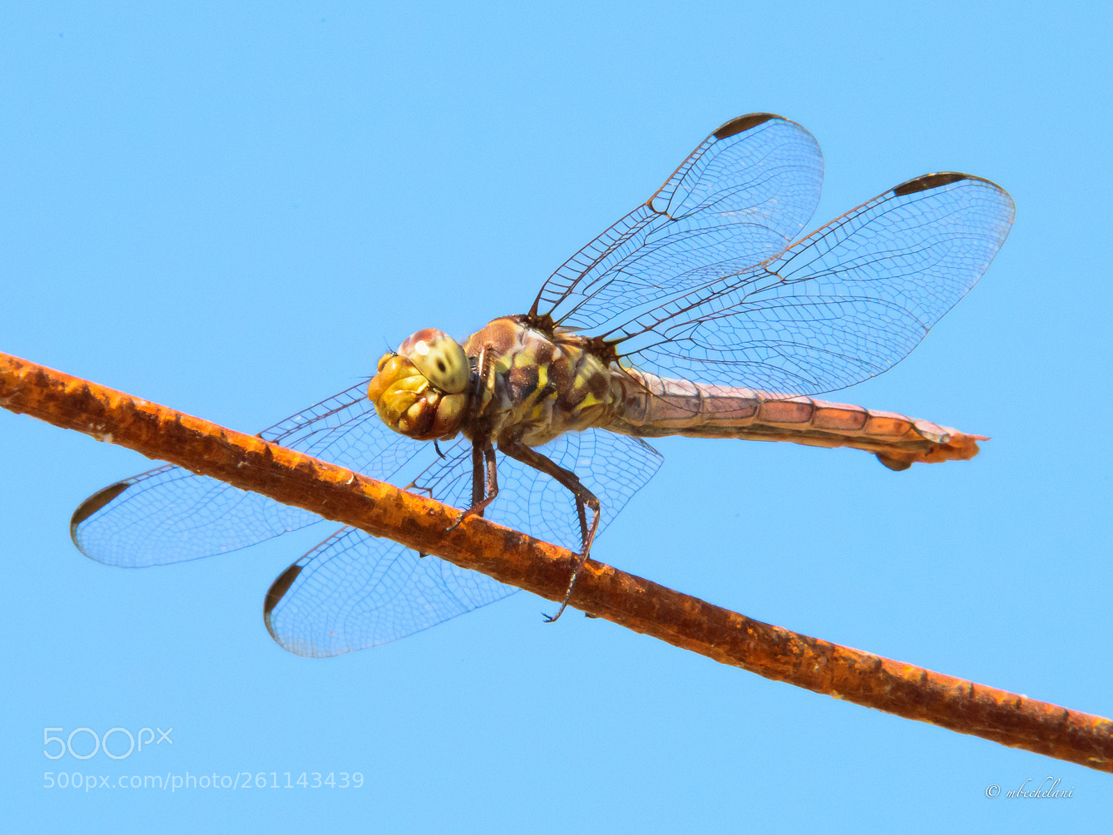 Nikon D810 sample photo. Mbs photography