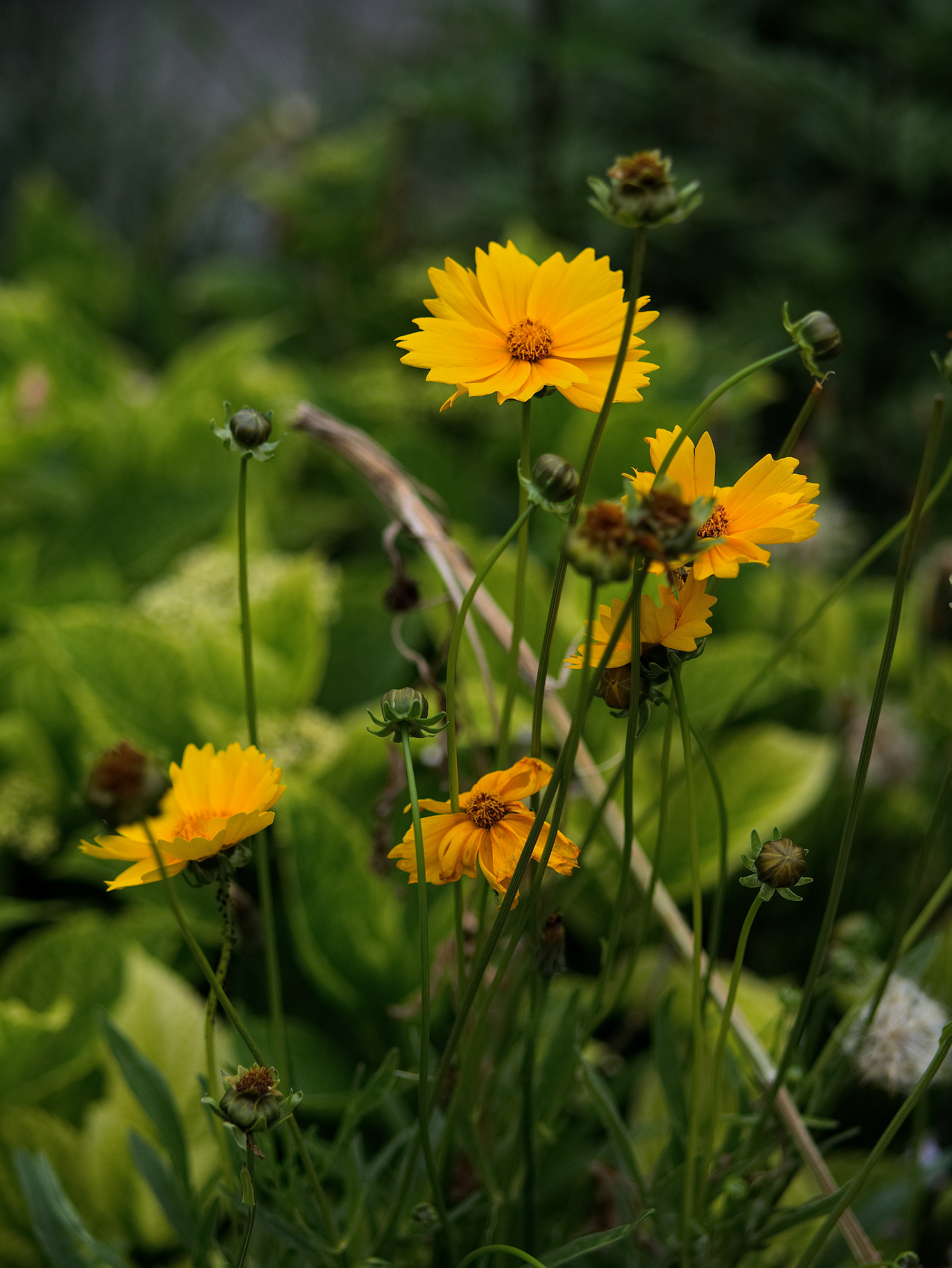 Panasonic Lumix DC-GX9 sample photo. Le printemps dans la ville photography