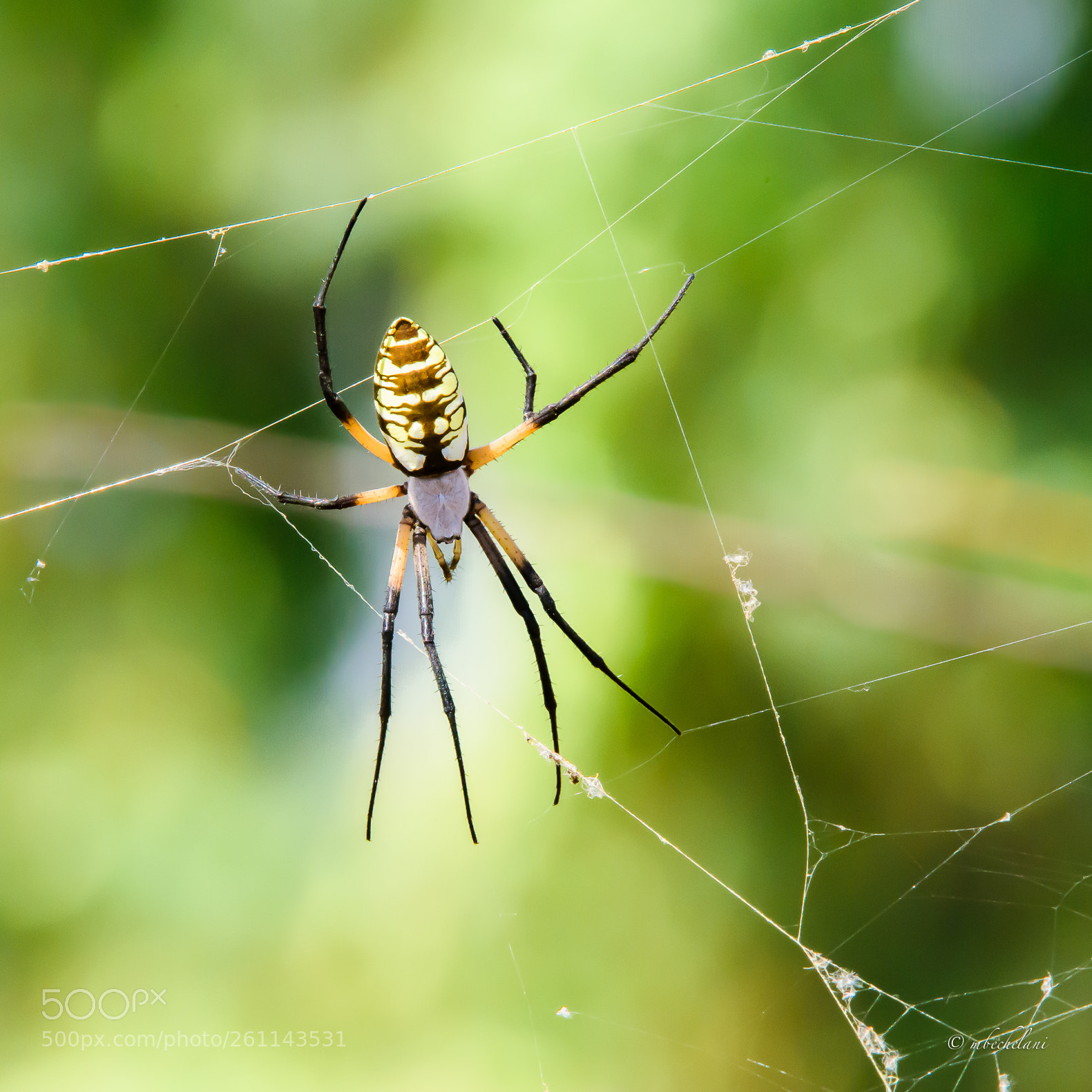 Nikon D810 sample photo. Mbs photography