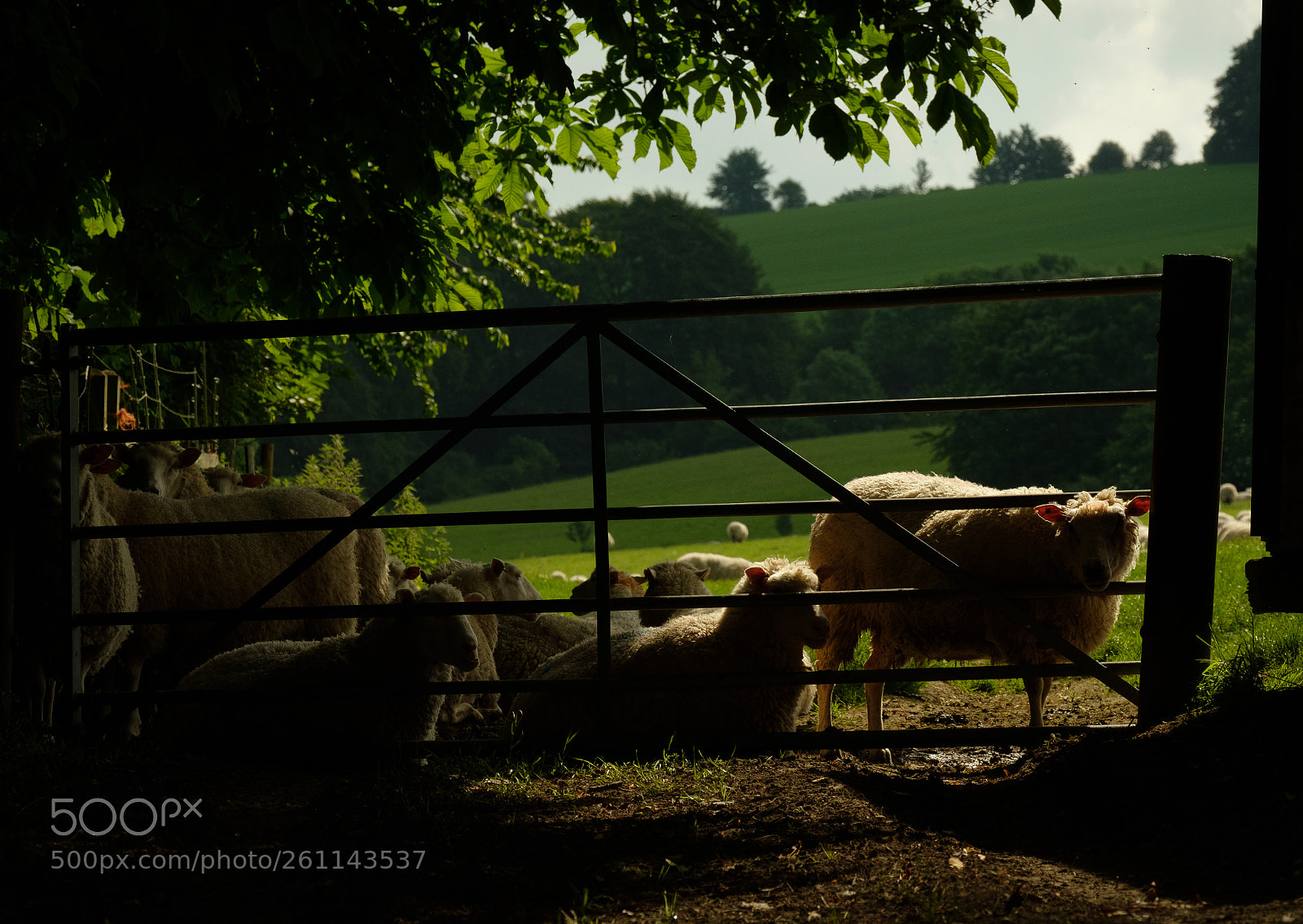 Fujifilm X-T2 sample photo. Sunny summer sunday sheep photography
