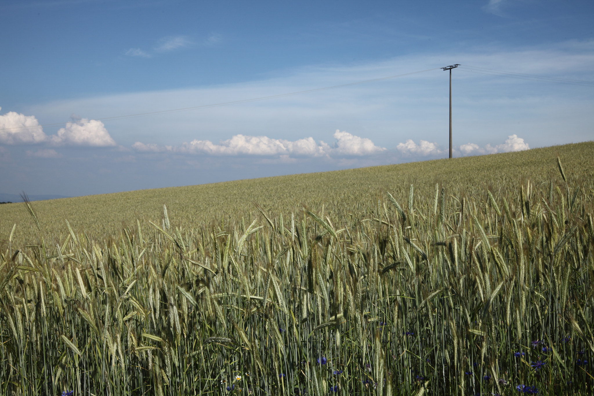 Canon EOS 5D Mark II sample photo. Grainfield with power line photography