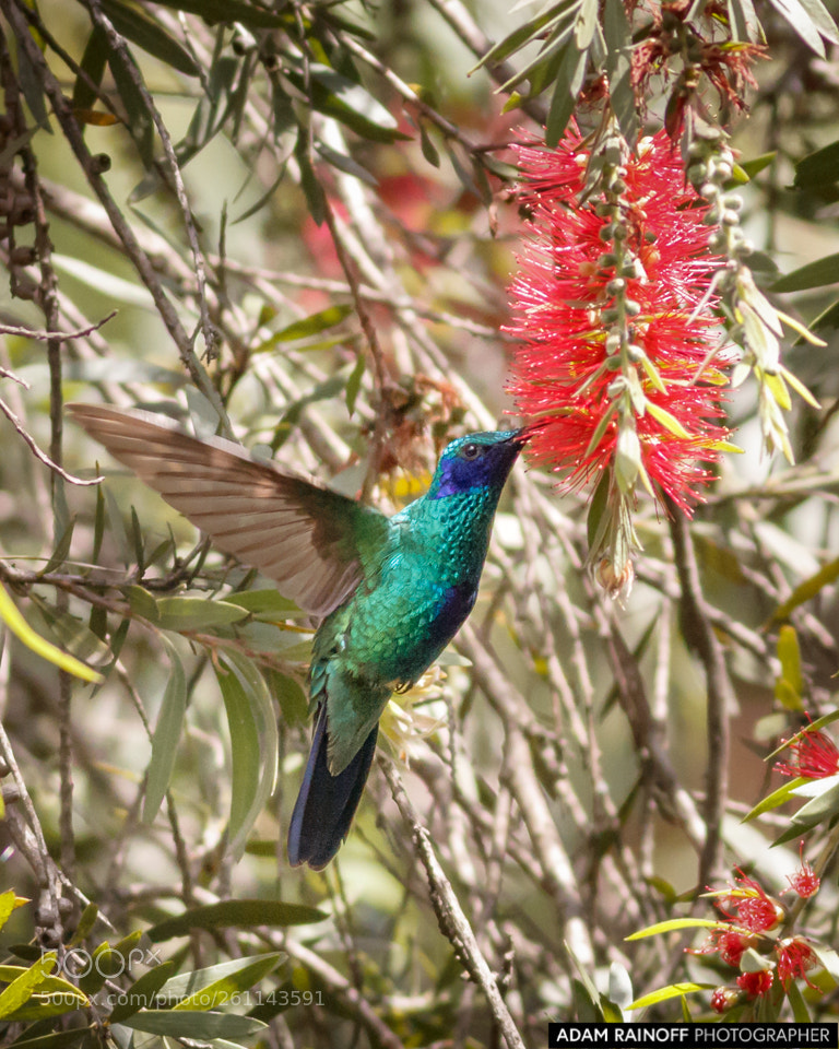 Canon EOS 70D sample photo. Sparkling violetear jardin botanico photography