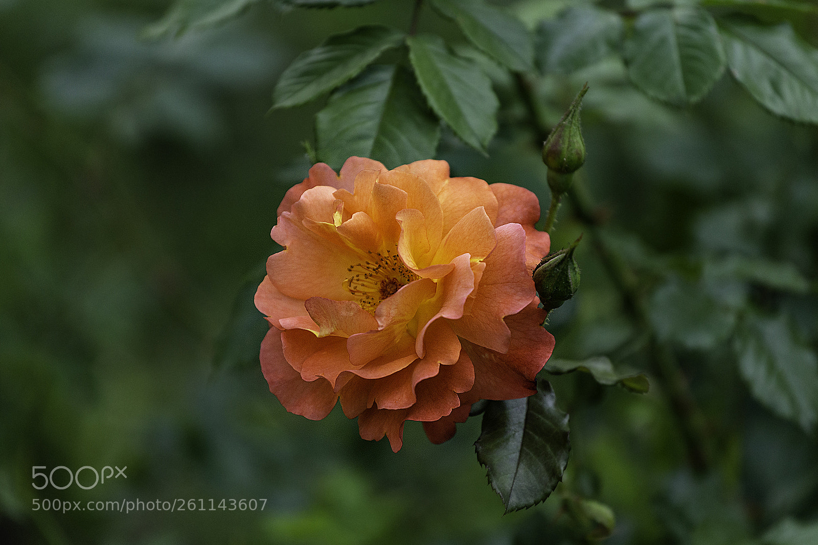 Canon EOS 6D sample photo. Rose photography