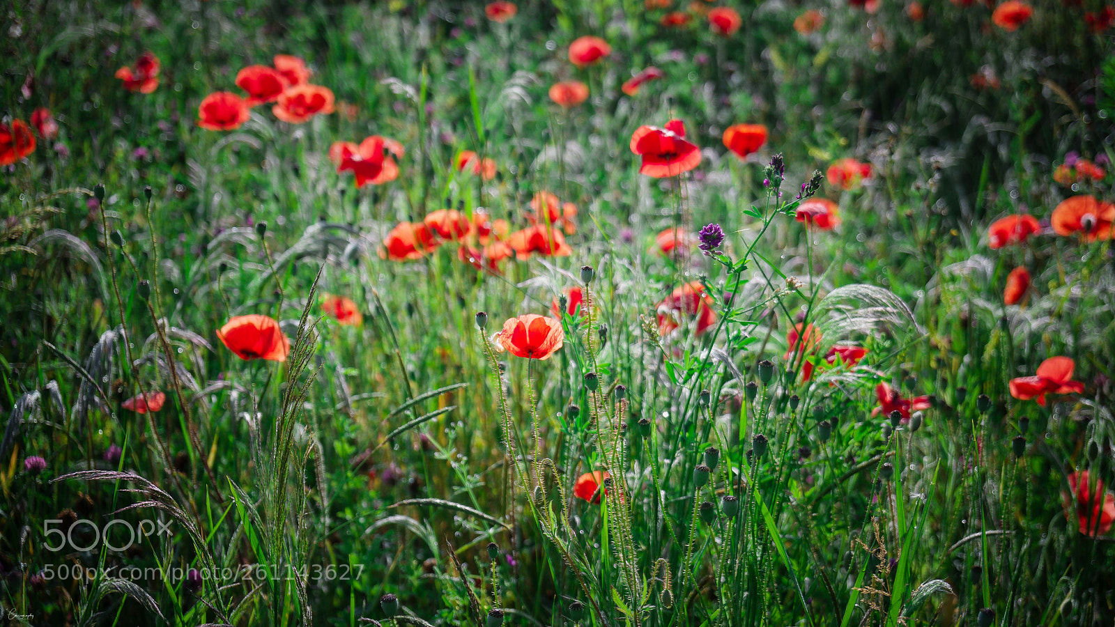 Sony a6500 sample photo. Mohnwiese photography