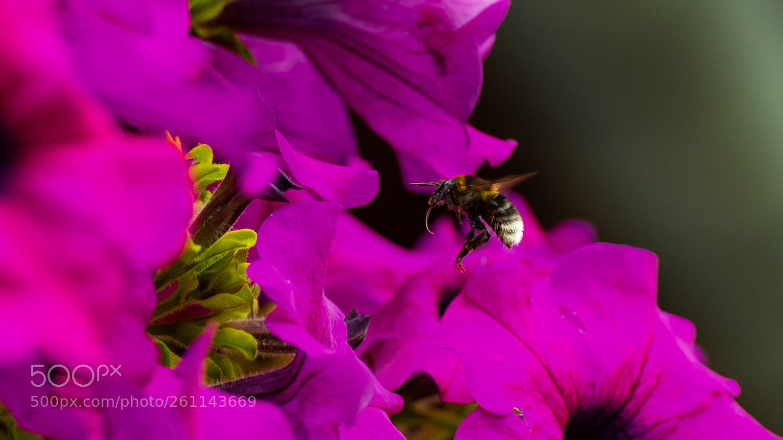 Nikon D750 sample photo. Flight of the bumblebee photography
