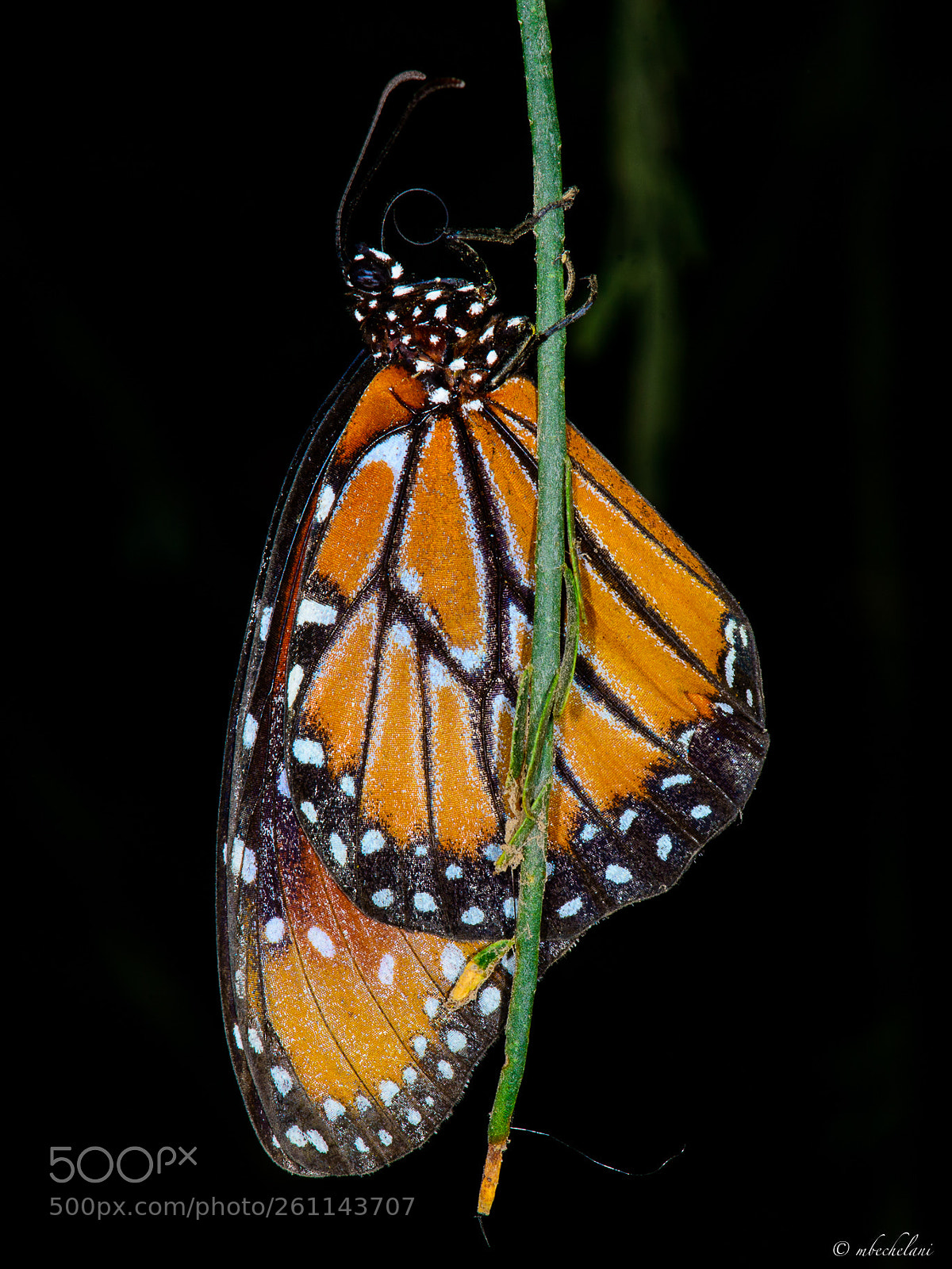 Nikon D800 sample photo. Dsc photography