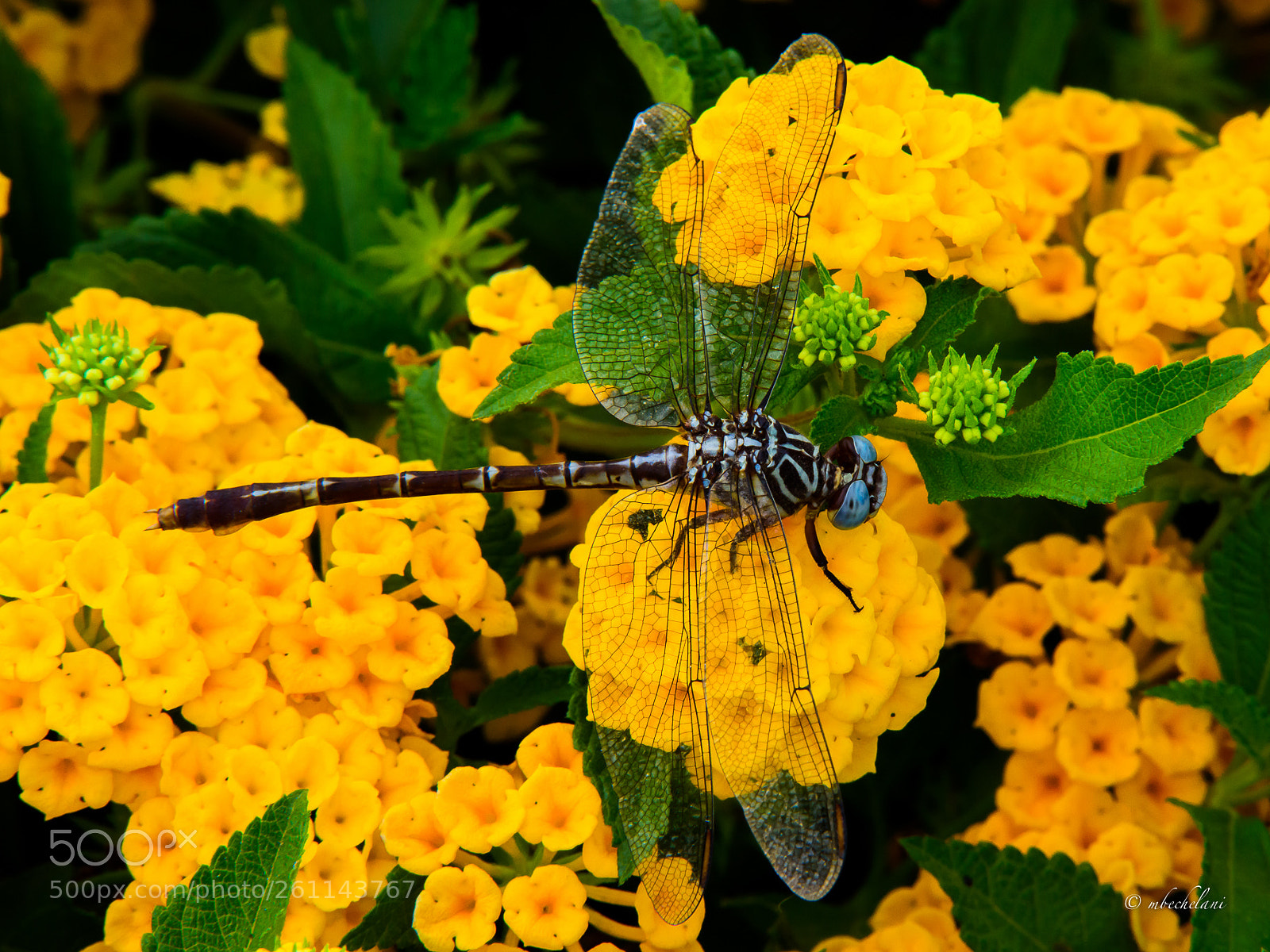 Nikon D810 sample photo. Mbs photography