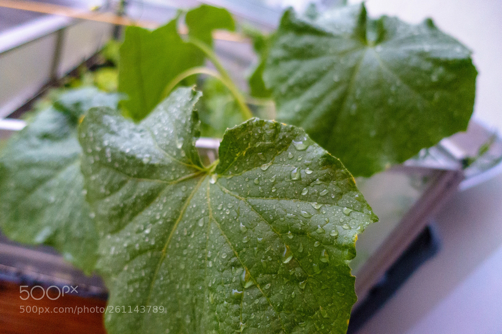 Sony Cyber-shot DSC-RX100 III sample photo. Leaf after the rain photography