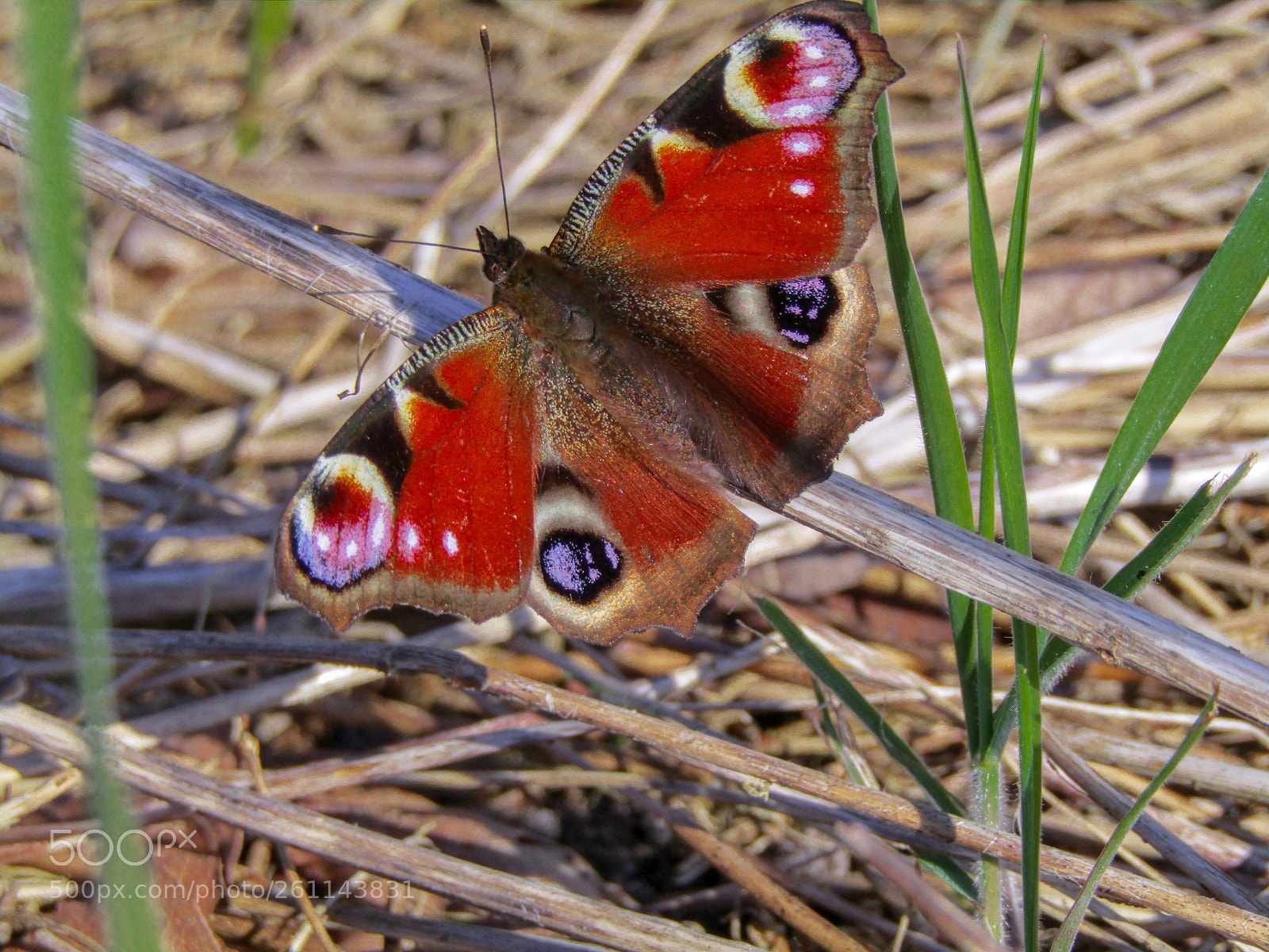 Canon PowerShot SX410 IS sample photo. Just enjoying the sunshine... photography
