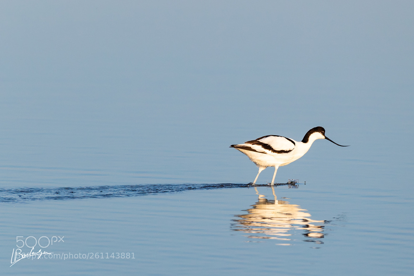 Canon EOS-1D X Mark II sample photo. Pied avocet photography