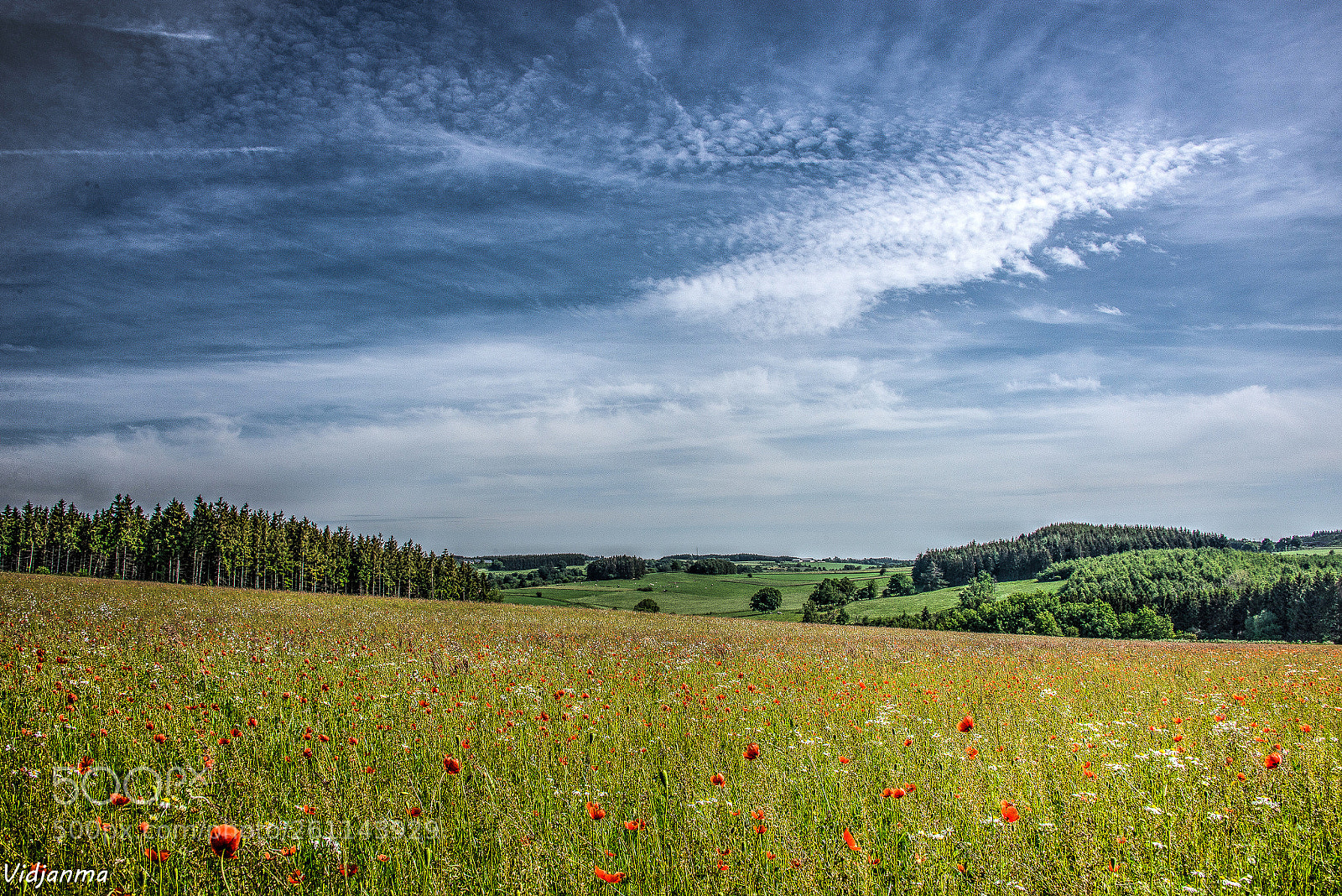 Nikon D610 sample photo. Poppies world photography