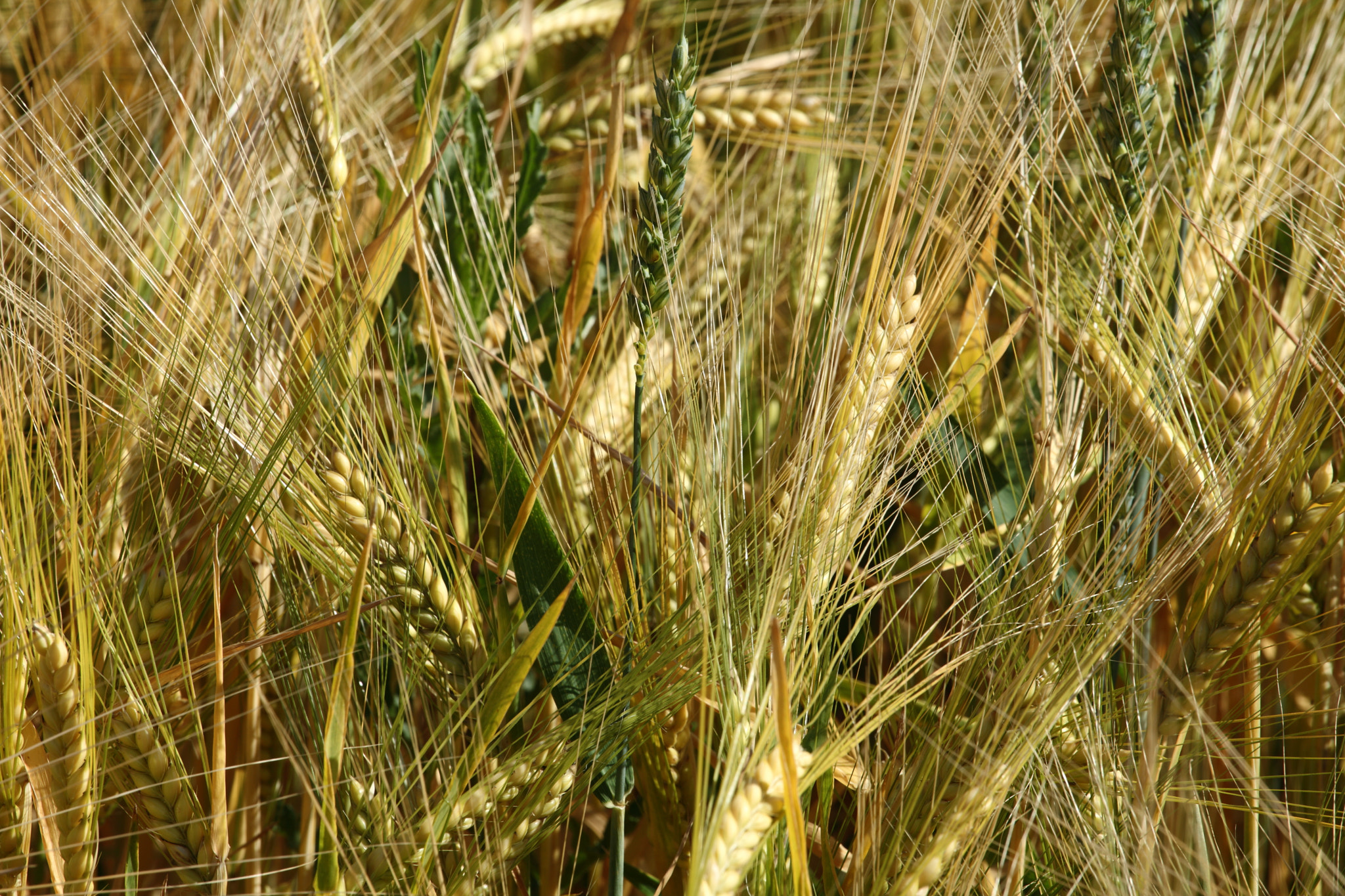 Canon EF 70-200mm F4L USM sample photo. The barley photography