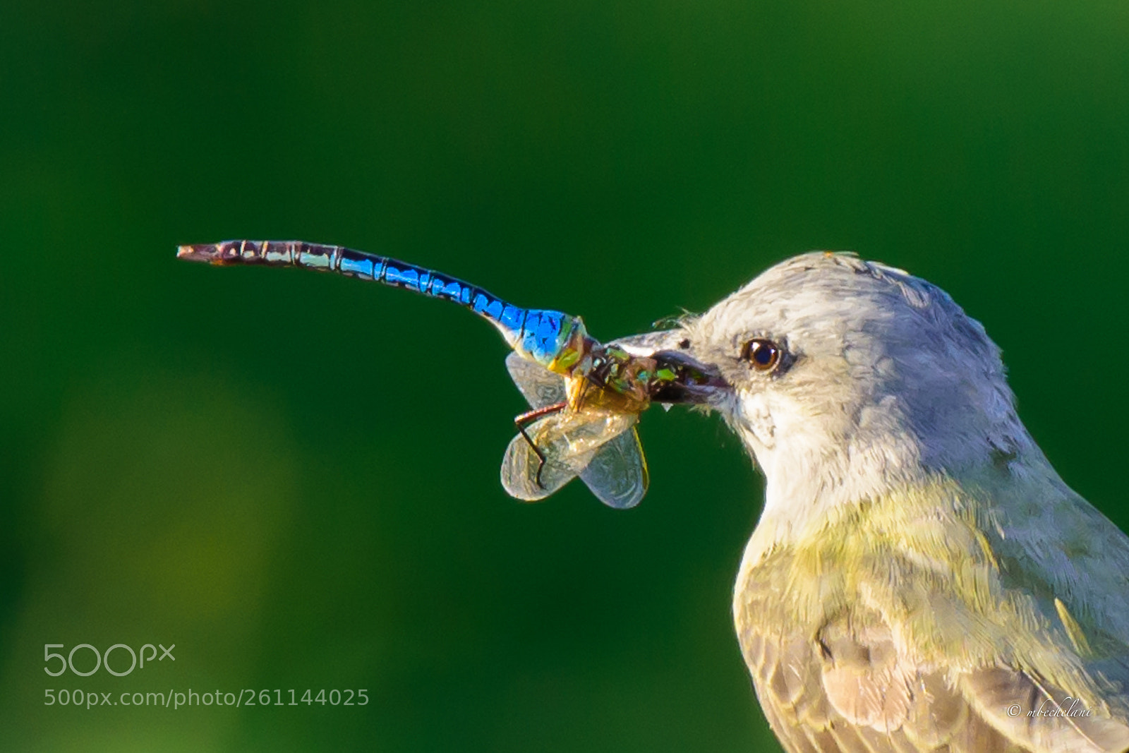 Nikon D810 sample photo. Mbs_2139-2.jpg photography