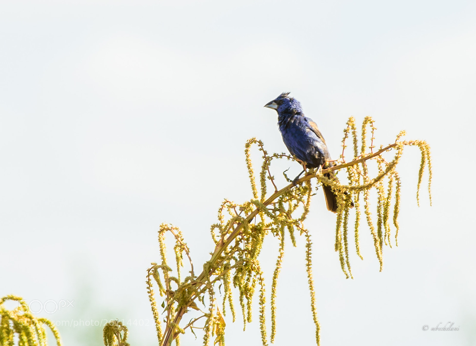 Nikon D810 sample photo. Mbs photography