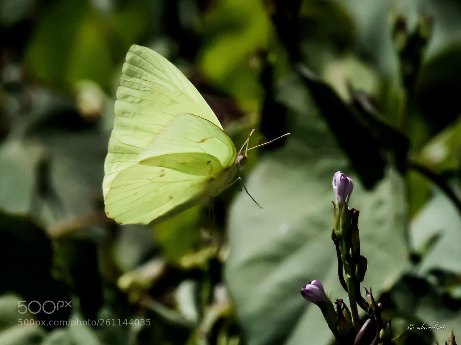 Nikon D810 sample photo. Mbs photography