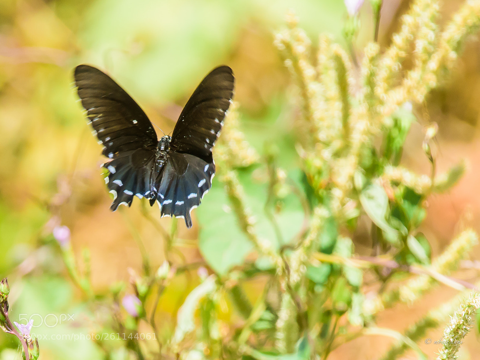 Nikon D810 sample photo. Mbs photography