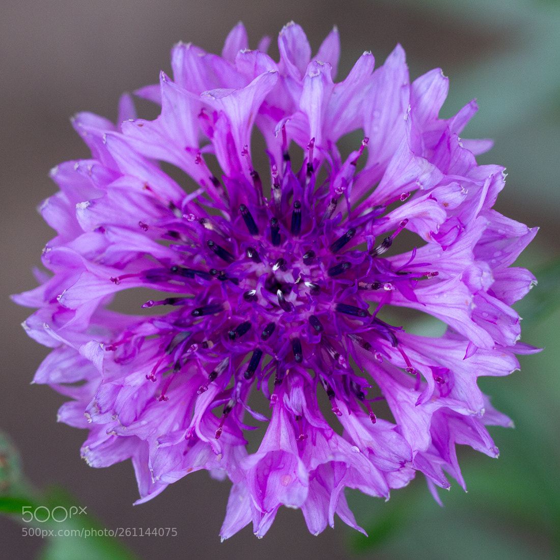 Canon EOS 7D sample photo. Small flower photography