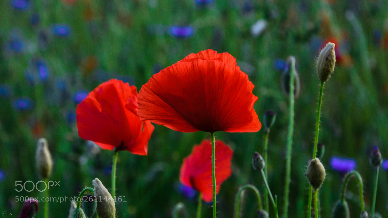 Nikon D7100 sample photo. Red, blue and green photography