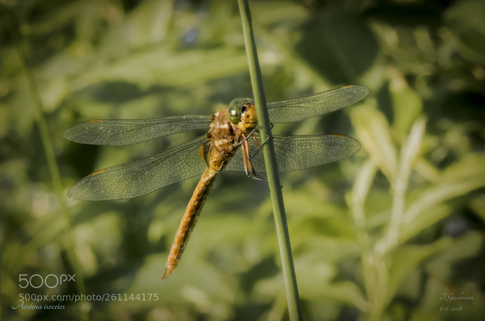 Nikon D5300 sample photo. Dragonfly (aeshna isoceles) photography