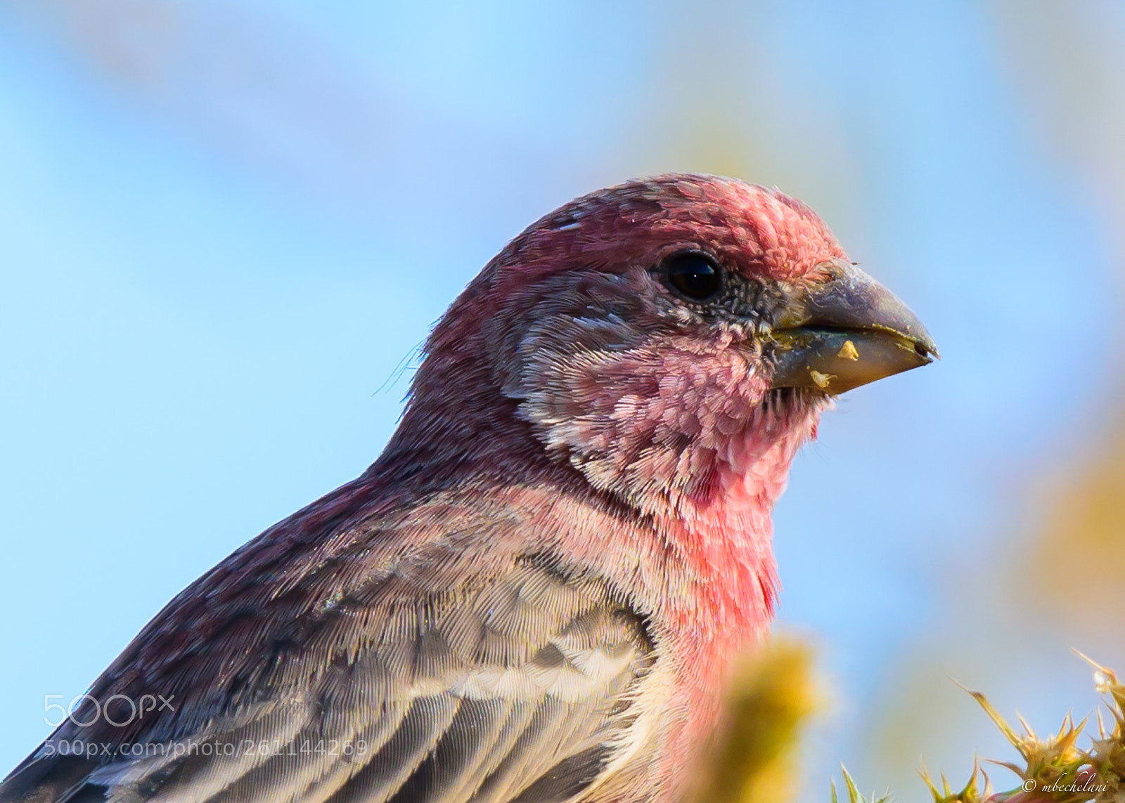 Nikon D810 sample photo. Mbs photography